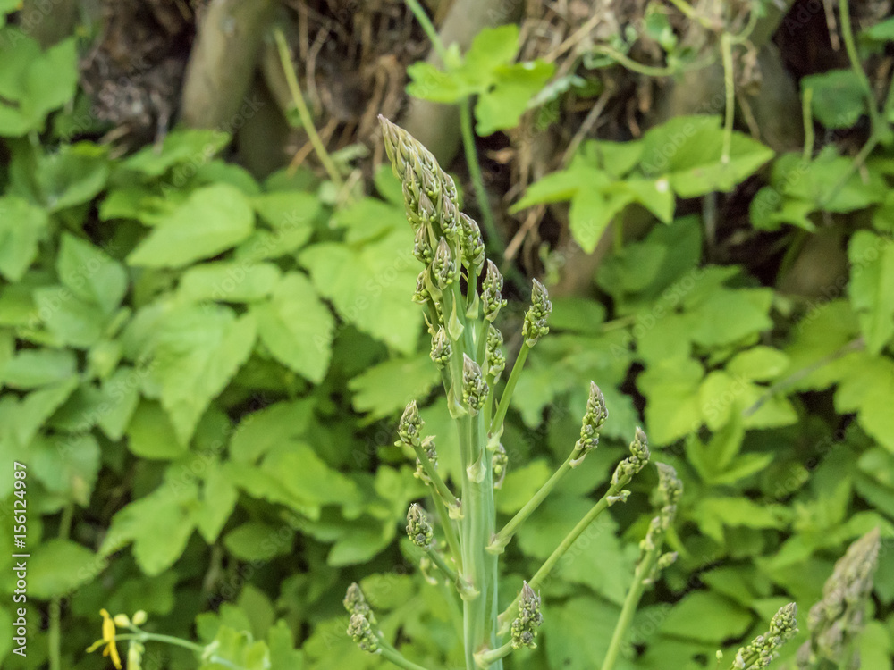 green plant asparagus alike. green background green plant asparagus alike. green background
