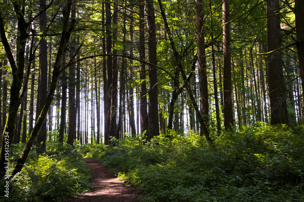 Path in woods towards light through trees Stock Photo |