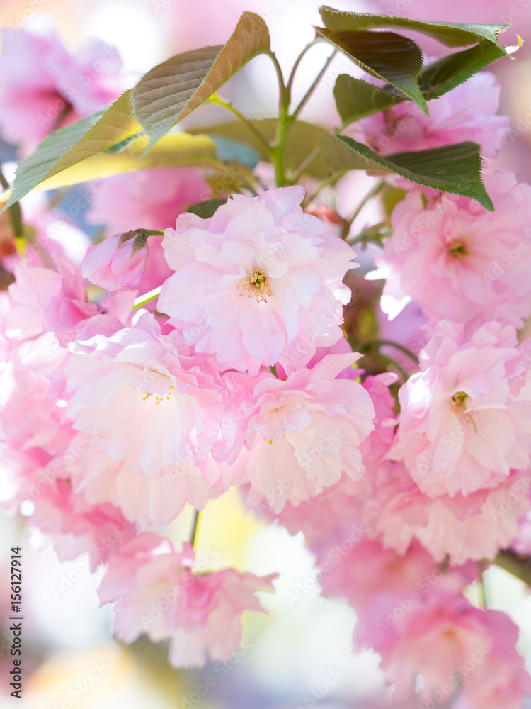 Fototapeta premium 八重桜