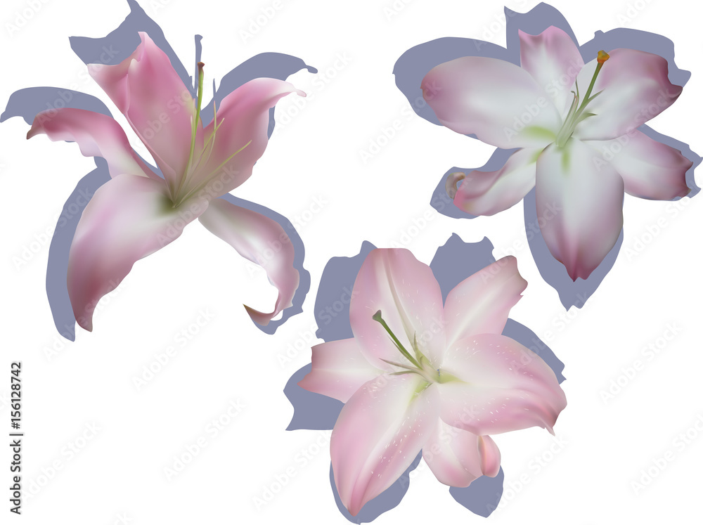 isolated on white three light pink lily blooms