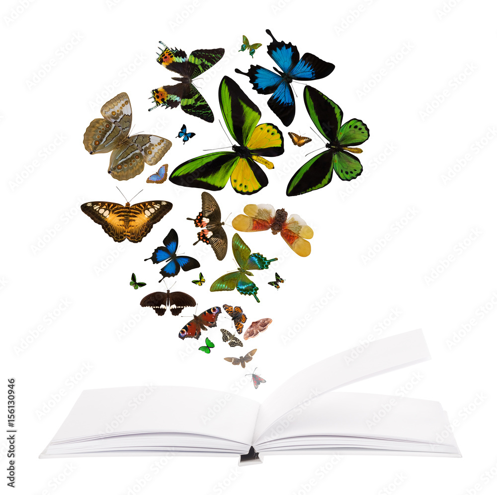 Obraz premium open blank book and flying butterflies on white