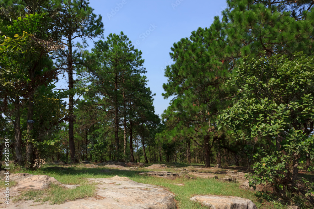 Pines on the mountain