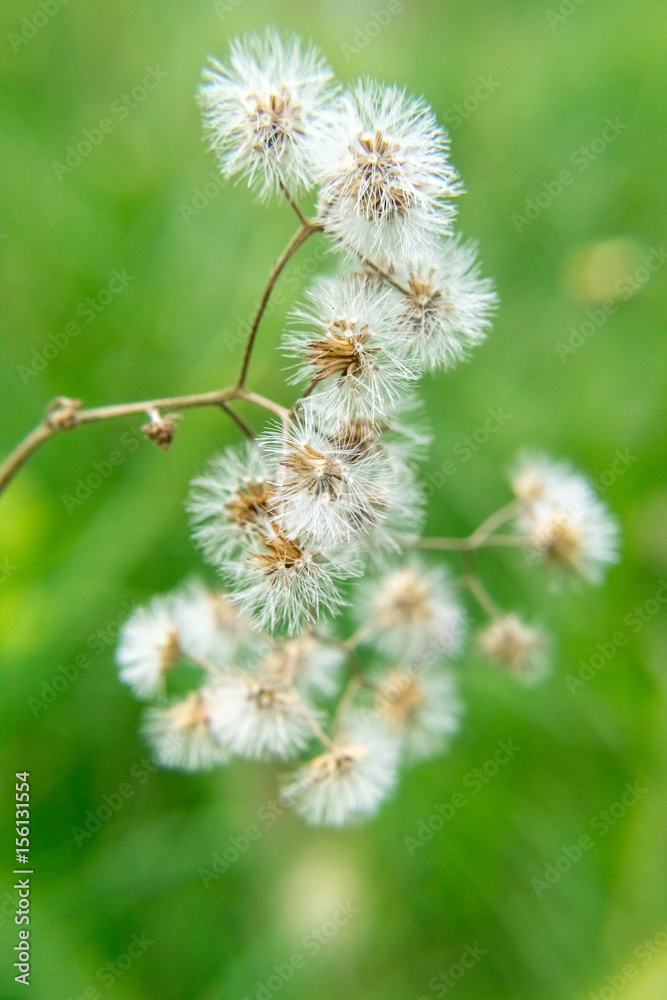 taraxacum taraxacum