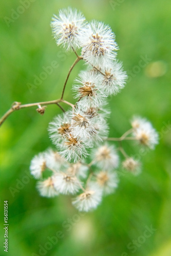 taraxacum