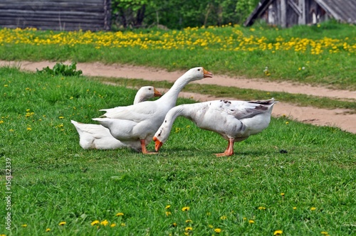 Белые домашние гуси у дороги photo