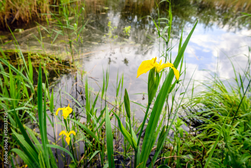 Budding and flowering yellow iris blooms at the bank of natural pond