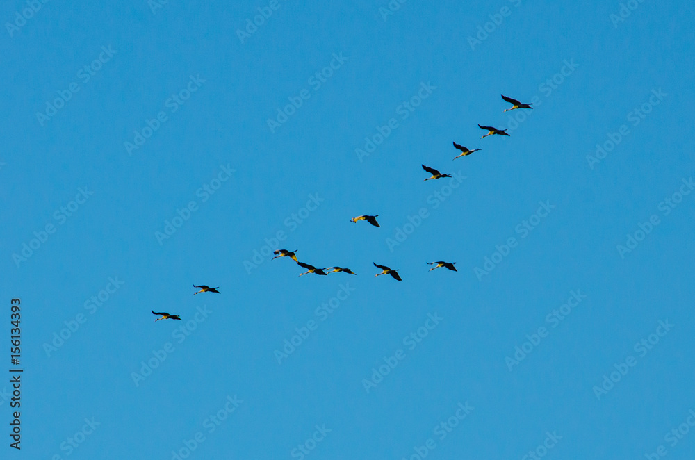 Fototapeta premium A flock of sandhill cranes migrating over Potato Creek State Park in North Liberty, Indiana