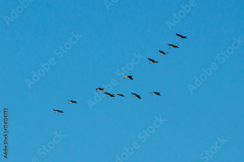 A flock of sandhill cranes migrating over Potato Creek State Park in North Liberty, Indiana