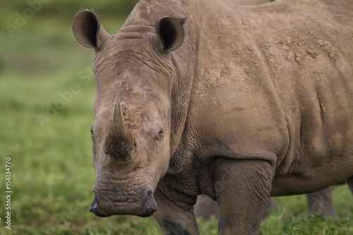 Close up a white rhinoceros