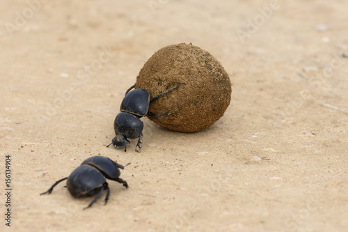 Flightless Dung Beetle, Addo Elephant National Park