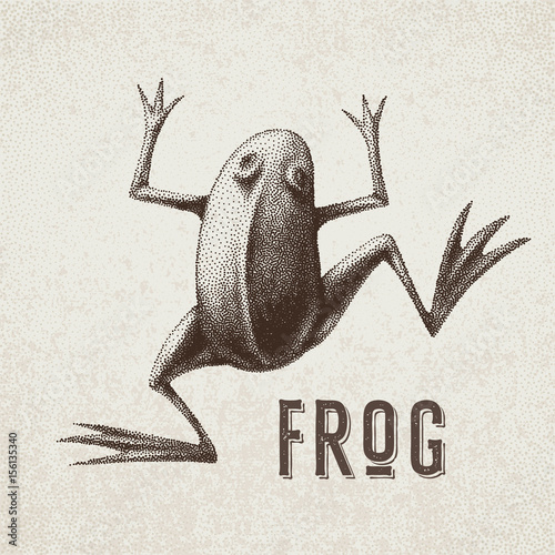 Vector frog painted in engraving style. Eps8. RGB Global colors