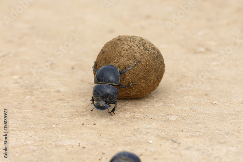 Flightless Dung Beetle, Addo Elephant National Park