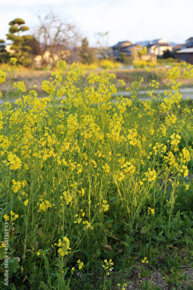 Obraz premium 菜の花