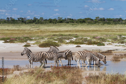 Herd of zebras drinking at a water hole