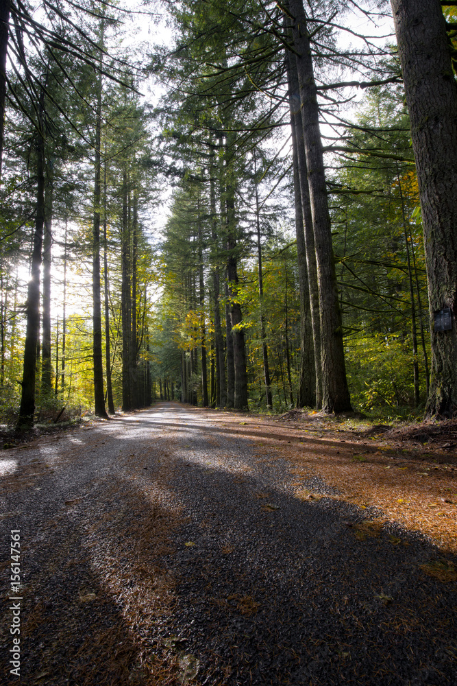 Fototapeta premium Road in forest with sunshine and shadow evergreen trees
