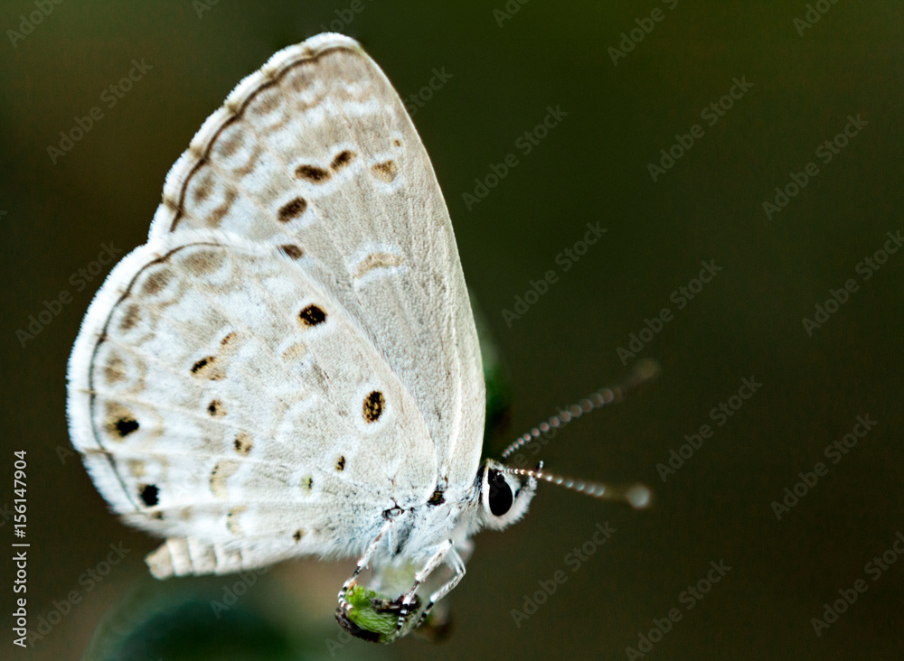 Obraz premium white butterfly