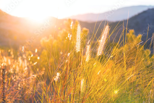 Sunny meadow