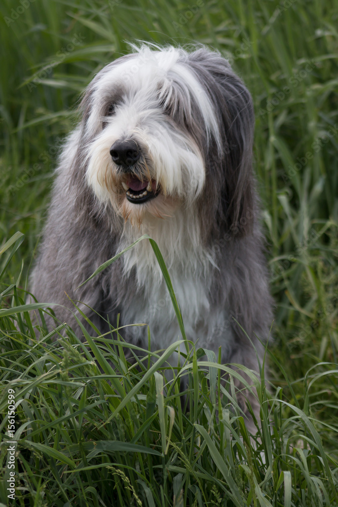 Bearded Collie in a grass field