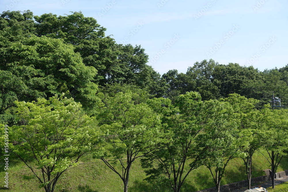 多摩の新緑 多摩の新緑