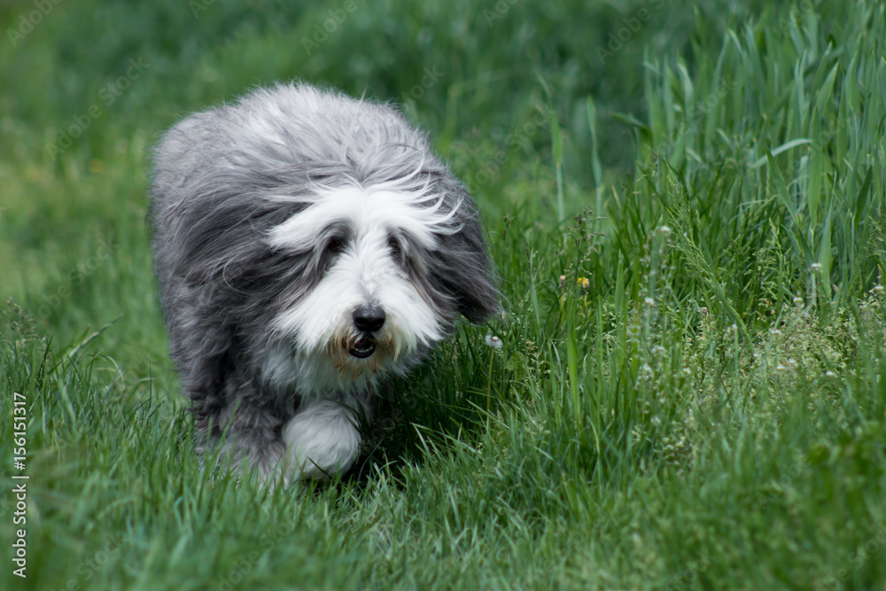 Bearded Collie playing in a grass field
