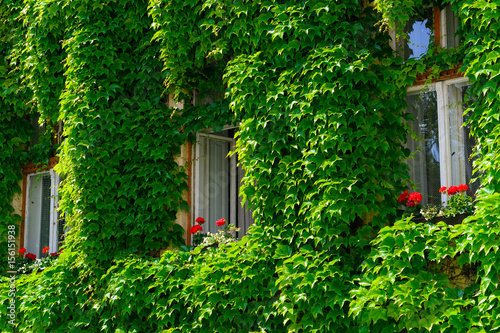 Fototapeta Naklejka Na Ścianę i Meble -  Ivy on wall with windows