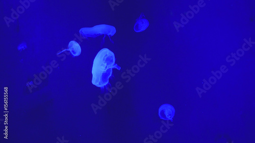 Nightlights glowing beautiful moon jellyfish with blue light © emaria
