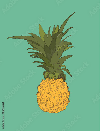 pine apple ,tropical fruit sketch vector.