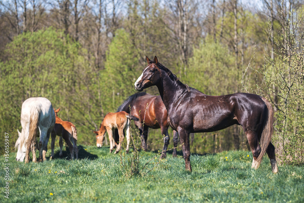 Fototapeta premium Liver-chestnut stallion in the herd
