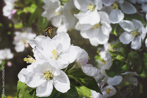 The bee collects the pollen on the apple blossom. Close-up, selective focus. The concept of a spring blooming garden.