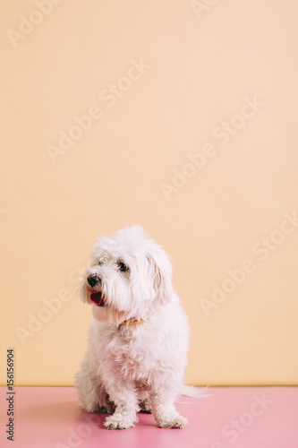 Maltese dog 