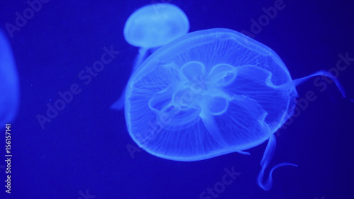 Nightlights glowing beautiful moon jellyfish with blue light © emaria