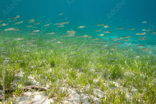 Fotografie School of fish passing over sea floor