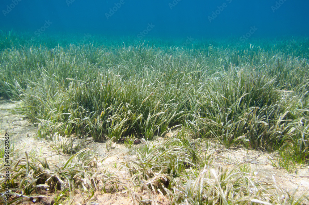 Naklejka premium Sea grass