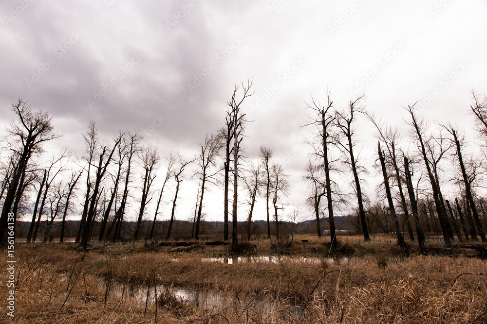 Silhouettes of bare trees against a stormy sky Silhouettes of bare trees against a stormy sky