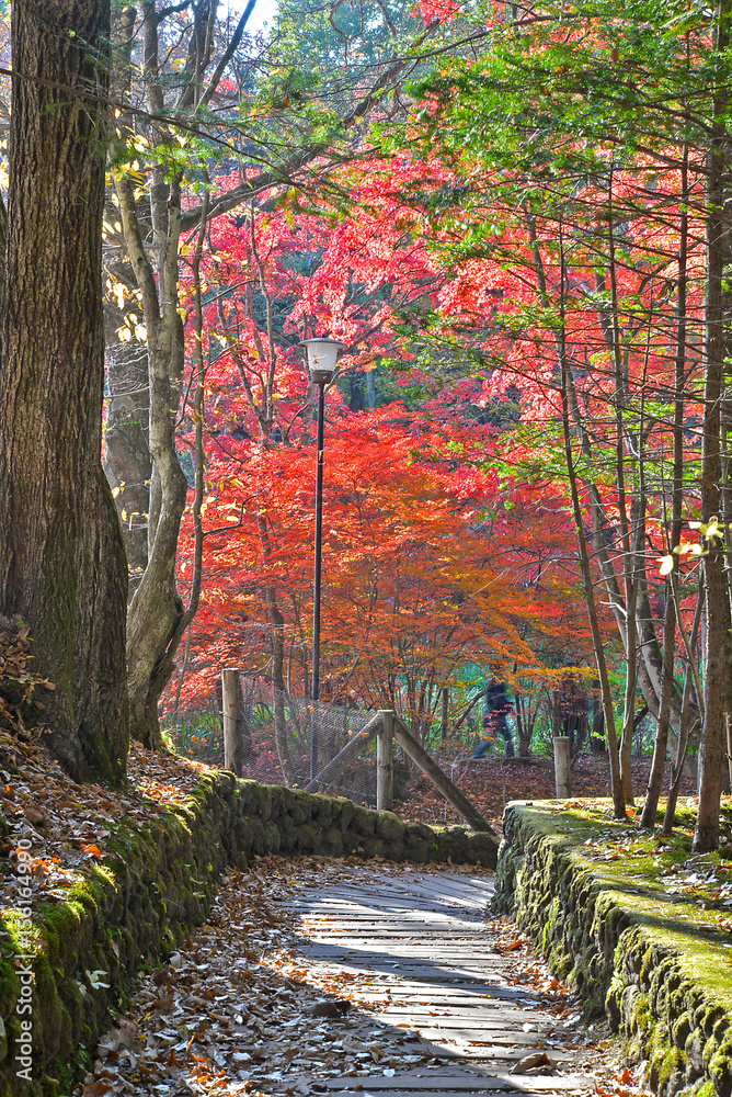 maple walk way at Karuizawa.