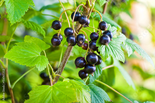 Tableau sur toile Black currant in garden