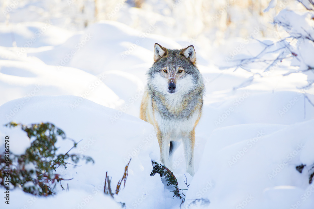 Fototapeta premium Snowy wolf stands in beautiful winter forest