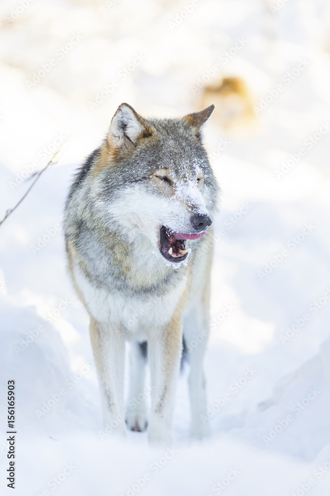 Wolf cleaning and licking around mouth in beautiful winter forest