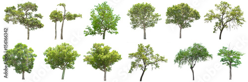 collection of tree on white background.  for gardening  