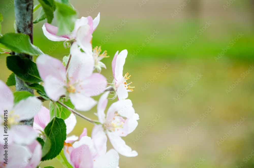 Fototapeta premium Apple tree. Flowering of the apple tree.