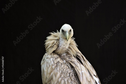Photography Portrait of a Egyptian vulture