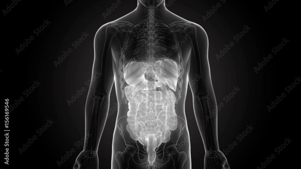 Human Digestive system Anatomy in x-ray scan Stock ビデオ | Adobe Stock