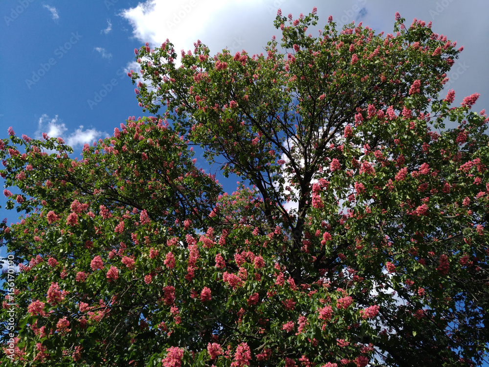 Blossoming pink chestnuts against the blue-cloudy sky