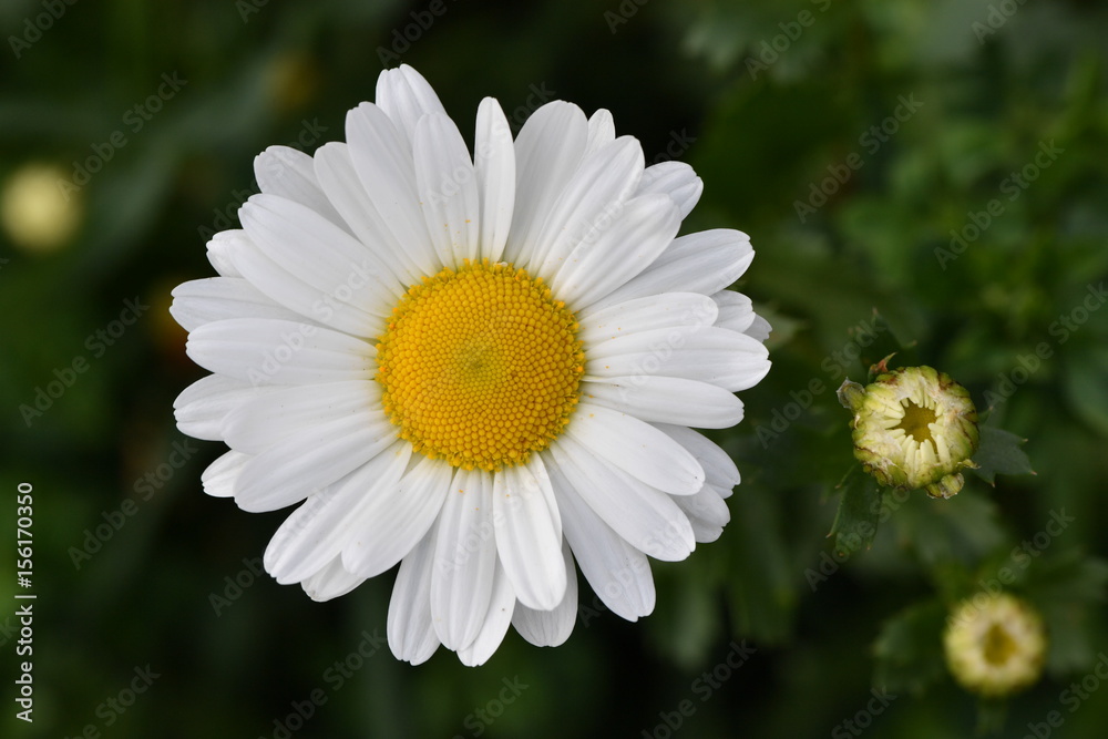 Fototapeta premium Blume