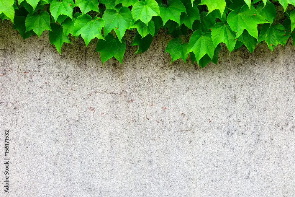 ツタの壁 Stock Photo Adobe Stock
