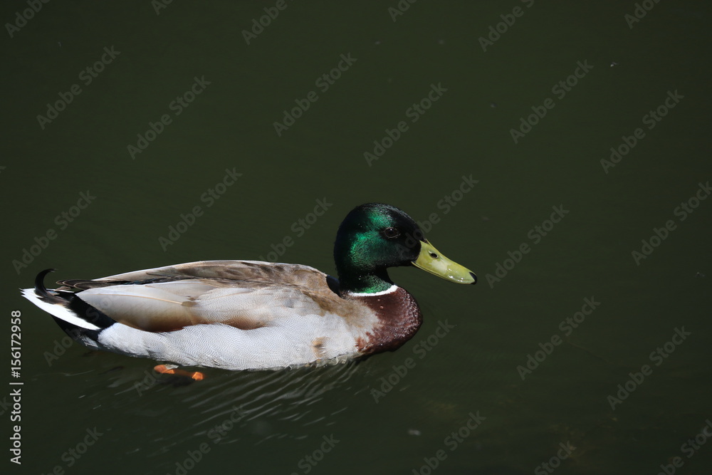 Obraz premium green head duck