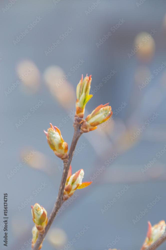 opened in the spring sprouts of medicinal rose hips. opened in the spring sprouts of medicinal rose hips.