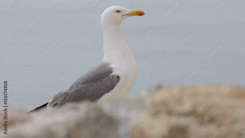 Close-ups of a Seagull in the Castle of Santa Barbara in Alicante, Spain. Close-ups of a Seagull in the Castle of Santa Barbara in Alicante, Spain.