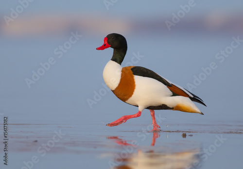 Common Shelduck - Tadorna tadorna - Curonian Lagoon, Lithuania