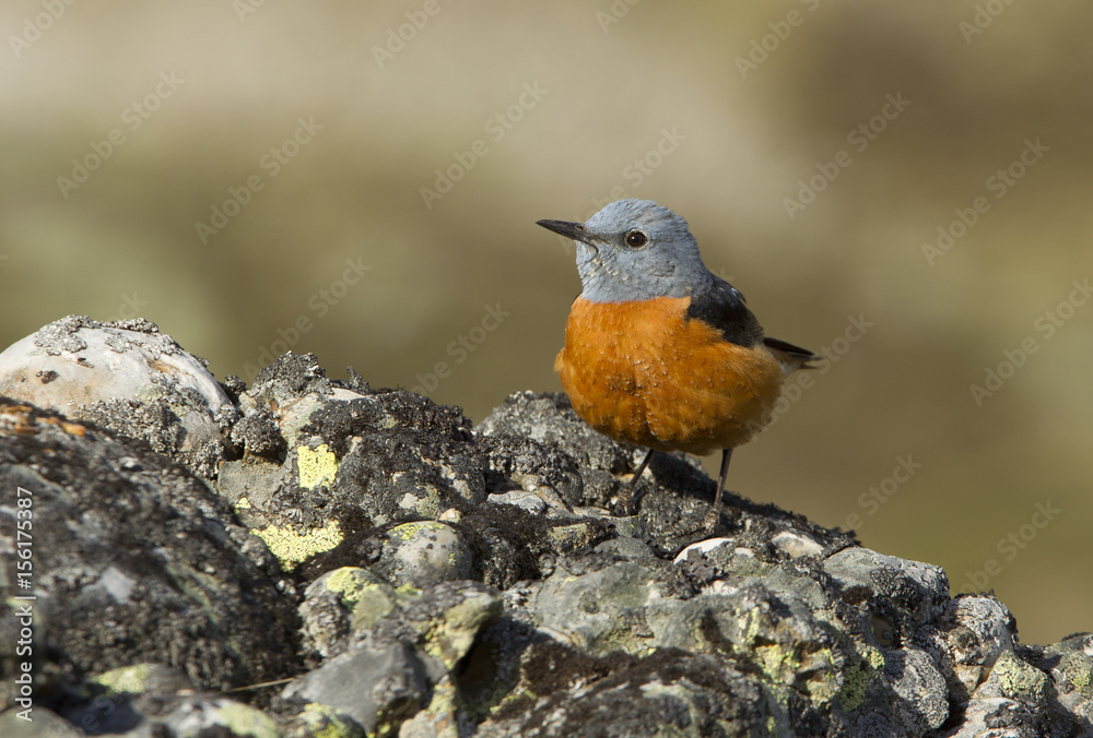 Male of Rufous-tailed rock thrush. Monticola saxatilis Male of Rufous-tailed rock thrush. Monticola saxatilis